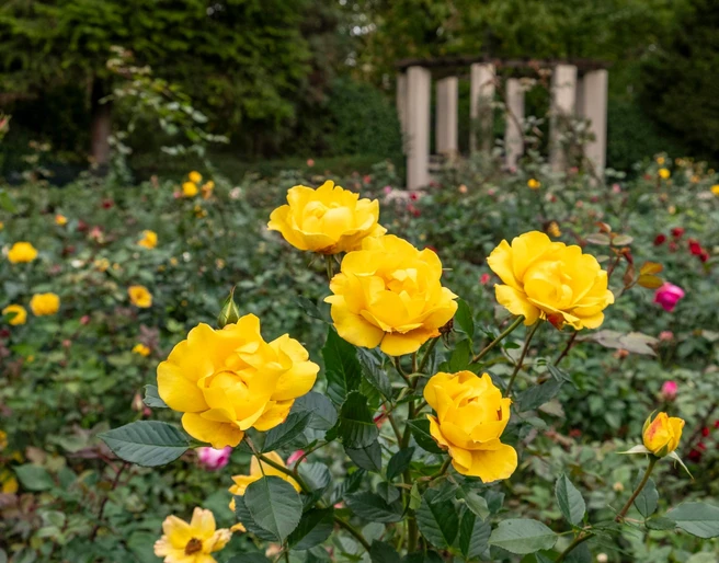 Rose Garden at Fort X Rosengarten im Fort X: Eine Szene mit leuchtend gelben Rosen vor einem historischen Pavillon im Hintergrund.Rose garden in Fort X: A scene with bright yellow roses in front of a historic pavilion in the background.