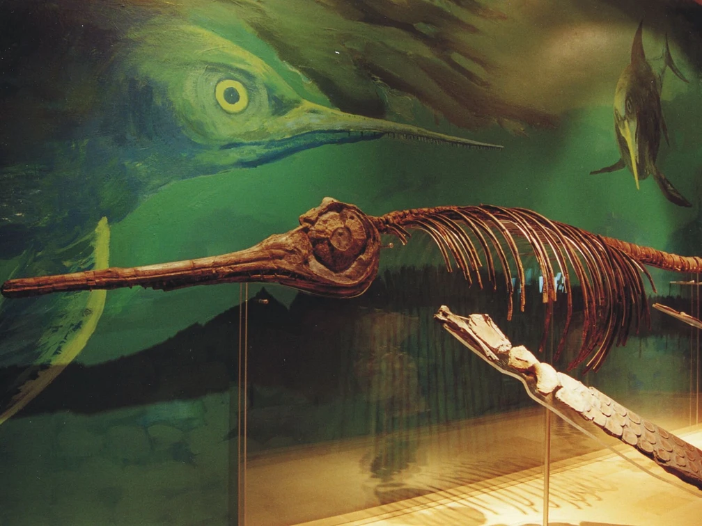 Fossil aus dem Geopark Infozentrum Königslutter