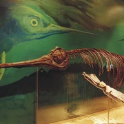 Fossil aus dem Geopark Infozentrum Königslutter