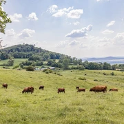 Viehweide mit Blick auf Hessenturm