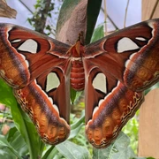 alaris-schmetterlingspark-atlasseidenspinner.jpg Der Atlasspinner ist einer der größten Schmetterlinge der Welt. Auf dem Bild breitet ein imposanter Atlasspinner seine flügelartigen, rotbraun und cremefarben gemusterten Flügel vor einer üppig grünen, tropischen Kulisse im Alaris Schmetterlingspark aus. Die Flügelspitzen ähneln Schlangenköpfen und verleihen dem Schmetterling eine faszinierende Erscheinung.