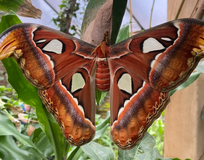 alaris-schmetterlingspark-atlasseidenspinner.jpg Der Atlasspinner ist einer der größten Schmetterlinge der Welt. Auf dem Bild breitet ein imposanter Atlasspinner seine flügelartigen, rotbraun und cremefarben gemusterten Flügel vor einer üppig grünen, tropischen Kulisse im Alaris Schmetterlingspark aus. Die Flügelspitzen ähneln Schlangenköpfen und verleihen dem Schmetterling eine faszinierende Erscheinung.