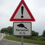 Abends am See oft zu beobachten: Meister Bockert.