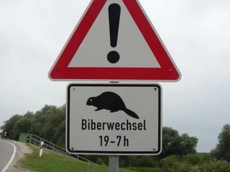 Abends am See oft zu beobachten: Meister Bockert.