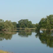 Auwälder im Deichvorland.