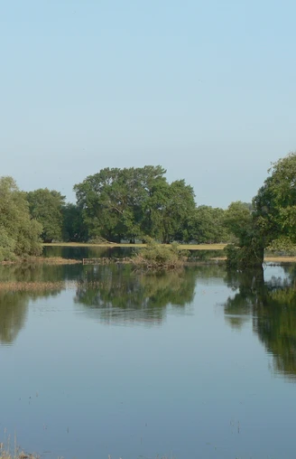 Auwälder im Deichvorland.