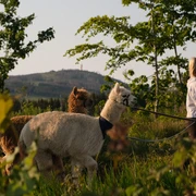 AlpakHarz Braunlage - Wanderung mit Alpakas AlpakHarz Braunlage - Wanderung mit Alpakas