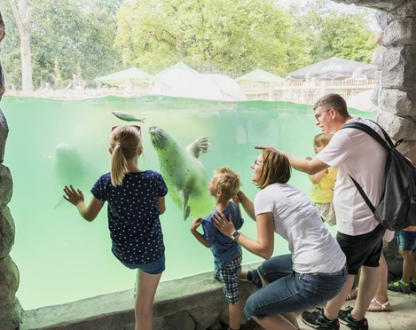 ZooOsWasserweltenFamilien.jpg Familien betrachten neugierig Robben durch ein großes Unterwasserfenster in einem Zoo bei Tageslicht.