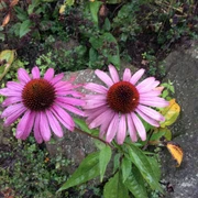 Blumen
