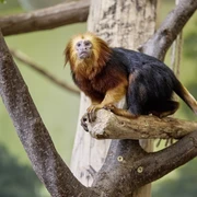 Goldkopflöwenäffchen im Tierpark Eilenburg - Familienausflug in die Leipzig Region Ein Goldkopflöwenäffchen sitzt auf einem Ast und schaut neugierig in die Kamera im Tierpark Eilenburg, Leipzig Region, Familienausflug