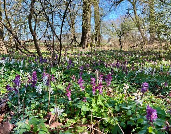 Lerchenspornblühte-Alhuser-Ahe.jpg Lerchenspornblühte in der Alhuser Ahe