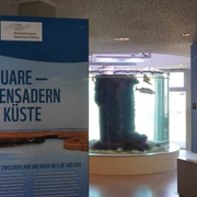 Sonderausstellung: Ästuare-Lebensraum der Küste!