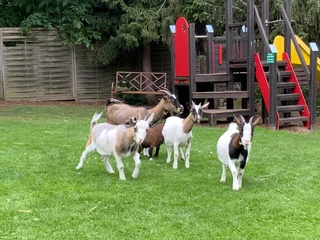 Tiere (c) Bauerncafe Sprengel.jpg