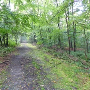 Naturschutzgebiet "Quellenhang in der Lintorfer Mark" Ein schmaler, von Bäumen gesäumter Weg führt durch ein Waldstück im Naturschutzgebiet Lintorfer Mark.