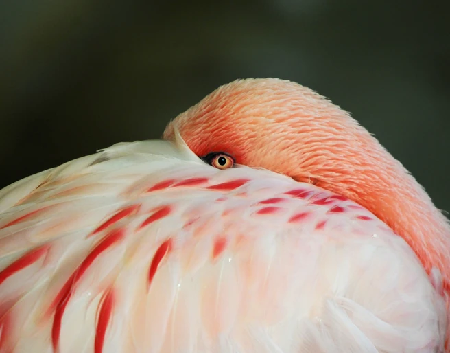 Zwergflamingo im Tiergarten Delitzsch