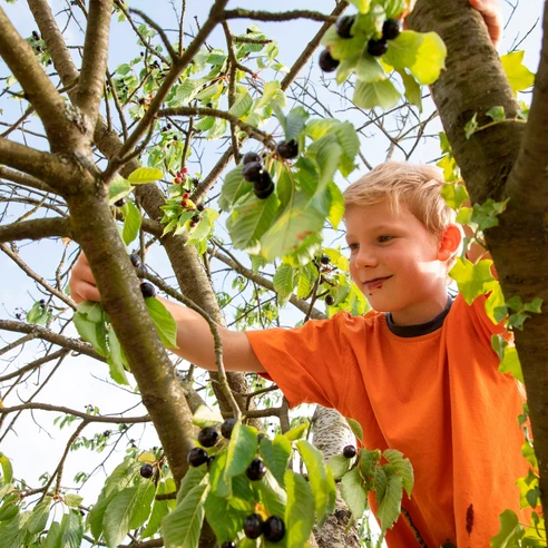 Kirschenbaum Kind am Kirschen essen
