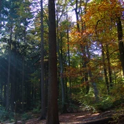 Öko-System Wald