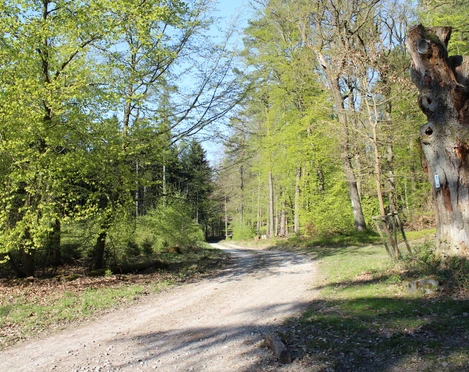 Immer wieder sonntags - Überraschungstour ab Oberursel