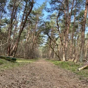 Wesuweer_Wald_8.JPEG