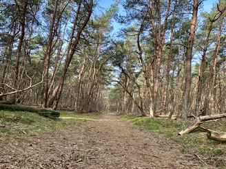 Wesuweer_Wald_8.JPEG