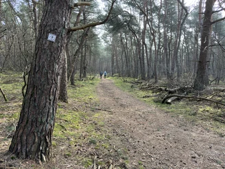Wesuweer_Wald_5.JPEG