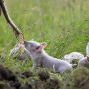 Ausstellung Schwein zigartig Otto Holzgang