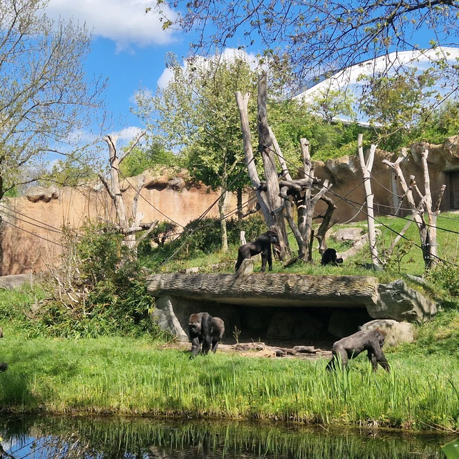 Your meeting & conference in Leipzig: View of Pongoland at Leipzig Zoo, habitat for all four great ape species