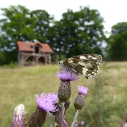 Schachbrett Schmetterling