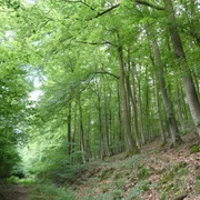 Elsebach-Route Nationalpark Kellerwald-Edersee