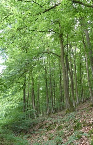 Elsebach-Route Nationalpark Kellerwald-Edersee