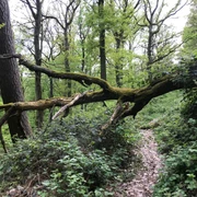 Mehler Holz-Route umgestürzter Baum