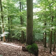 Nationalpark Kellerwald-Edersee