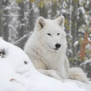 Polarwolf_im_Winter