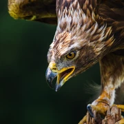 Steinadler Quiz