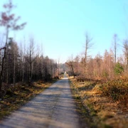 Blick auf einen geraden, geschotterten Waldweg, gesäumt von kahlen Bäumen unter klarem Himmel.View of a straight, gravelled forest path, lined with bare trees under a clear sky.