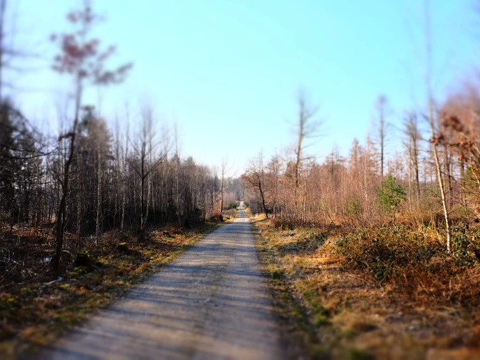 Blick auf einen geraden, geschotterten Waldweg, gesäumt von kahlen Bäumen unter klarem Himmel.View of a straight, gravelled forest path, lined with bare trees under a clear sky.
