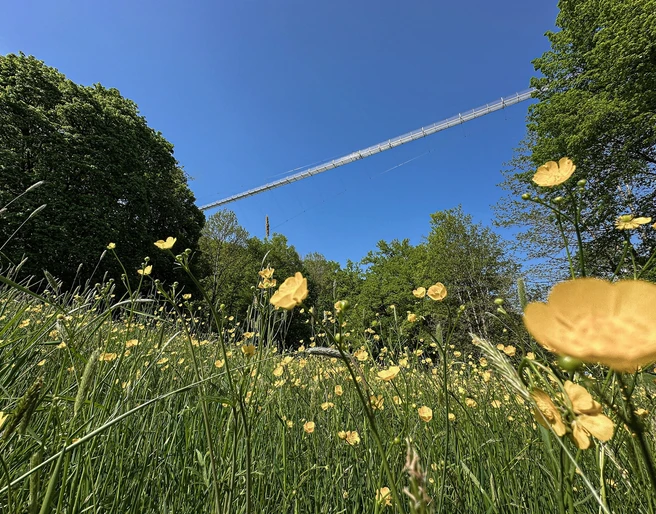 Hängebrücke mit Blumen_Highwalk Rotenburg_@Erlebnisregion Mittleres Fuldatal