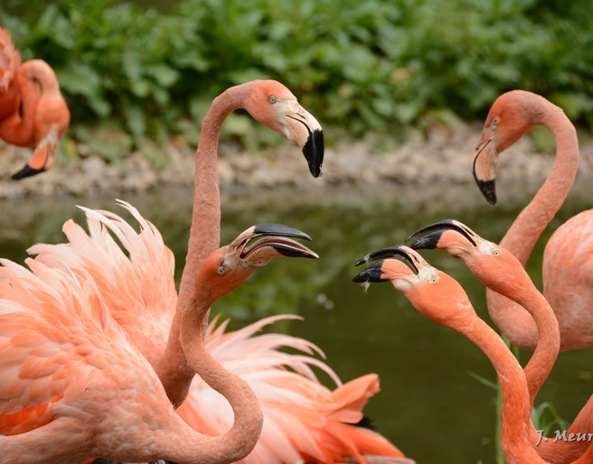 Amerika-Tierpark Limbach-Oberfrohna - Flamingos