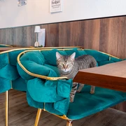 Café Katzenwald Eine Katze auf einem der gemütlichen grünen Sofas