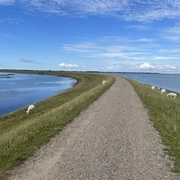 Schafe am Rantumbecken