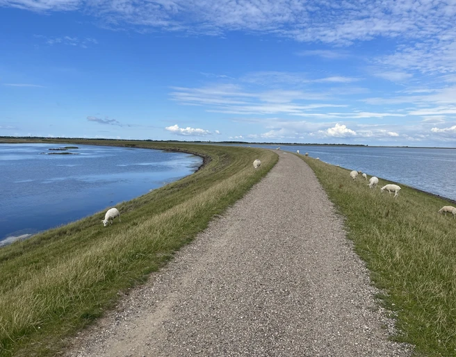 Schafe am Rantumbecken