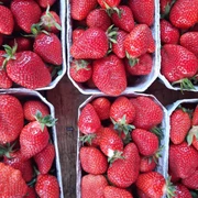 Erdbeeren_Bildrechte Stadt Achern