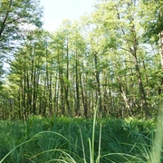 Waldimpressionen Dübener Heide