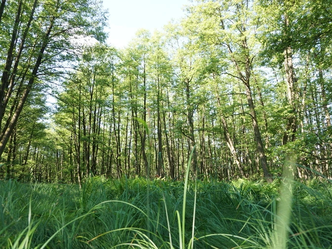 Waldimpressionen Dübener Heide