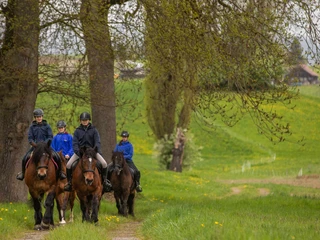 stockhornhof-reiten-pferde-gruppe-wiese-baum.jpg