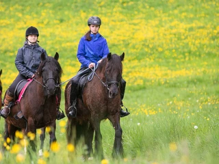 stockhornhof-reiten-pferde-gruppe-wiese-blumen.jpg