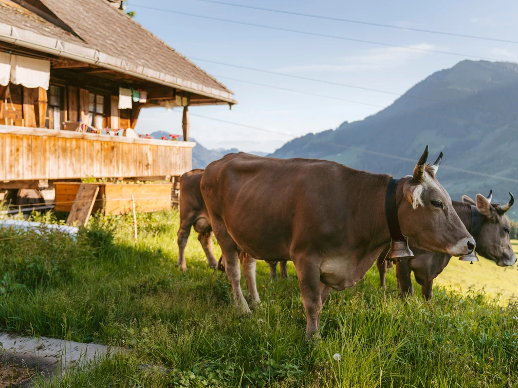 Landwirtschaft_Alp Schlacht_Sörenberg_Laila Bosco (56).jpg