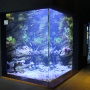 Gezeitenbecken (Foto: OZEANEUM Stralsund)