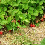 Erdbeerfeld zum Selbstpflücken in Salzgitter-Lesse