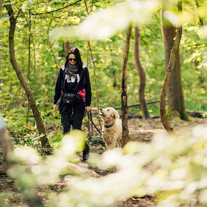 Spaziergang im Leipziger Auwald - Urlaub mit Hund in Leipzig